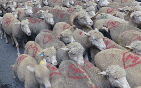 La transhumance de Bédoin